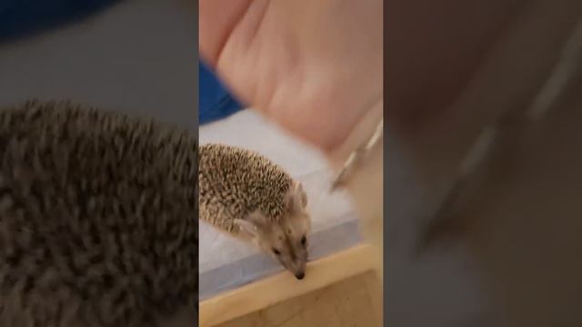 ДЕВИЛ-Самый активный ушастик в Ежеминутке!