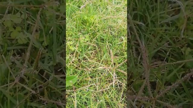 Phallic mushroom in the garden смотреть онлайн