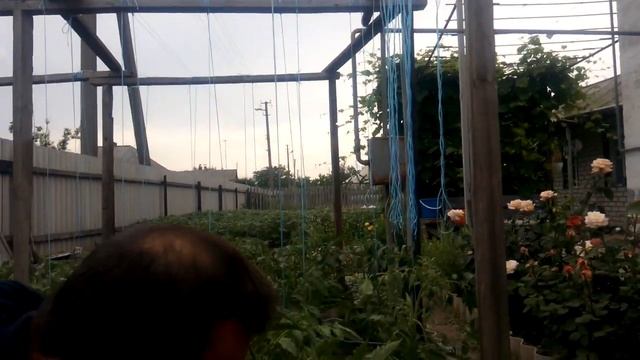 Как подвязать высокорослые помидоры в открытом грунте на грядке смотреть онлайн