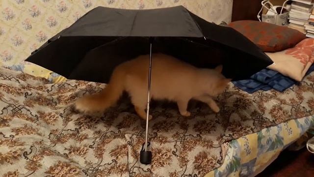 Кошко-проверка зонта смотреть онлайн