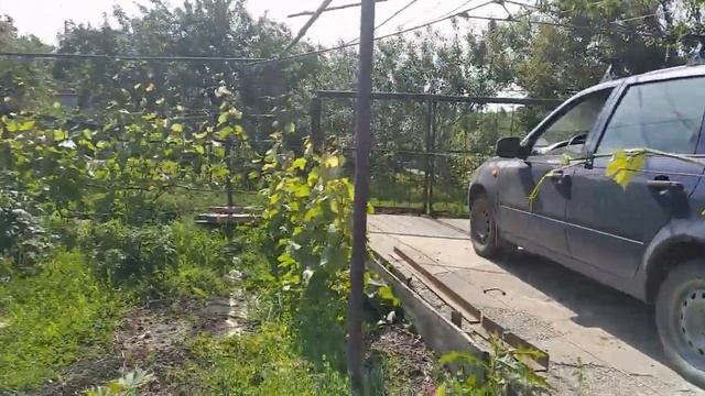 Что можно сделать из винограда на даче/ Живая изгородь/ смотреть онлайн