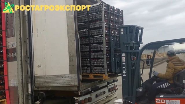 Яблоки оптом Краснодар. Кехура 65+ сорт 1. РостАгроЭкспорт смотреть онлайн