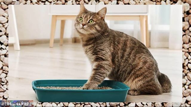Как Выбрать Наполнитель Для Кошачьего Туалета? ¤ НЕОБЫЧАЙНОЕ смотреть онлайн
