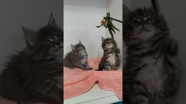 Девочки. Окрас голубой и чёрный мрамор. (1,5 месяца) смотреть онлайн