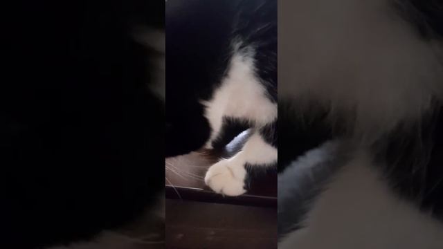 Морозиво втекло від кицька смотреть онлайн