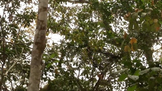 Endangered: Spider Monkey. Паукообразная обезьяна (1243sp) смотреть онлайн