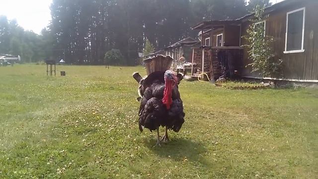 Индюк нападает смотреть онлайн