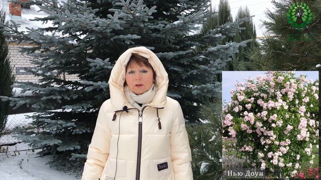 Как выбрать плетистую розу для своего сада. 1 часть. Питомник ? и ? Е. Иващенко смотреть онлайн