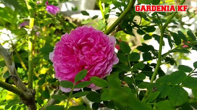 Broxsi Burgi Plena Rose смотреть онлайн
