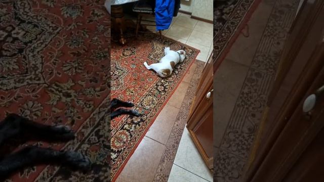 Делают вид что спят.#животные #английскийбульдог #собаки #юмор #канекорсо смотреть онлайн