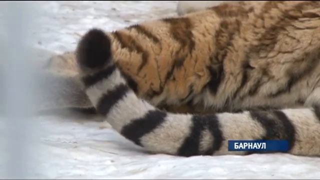 В краевую столицу из Северского зоопарка Томской области привезли сразу трех новых животных смотреть онлайн