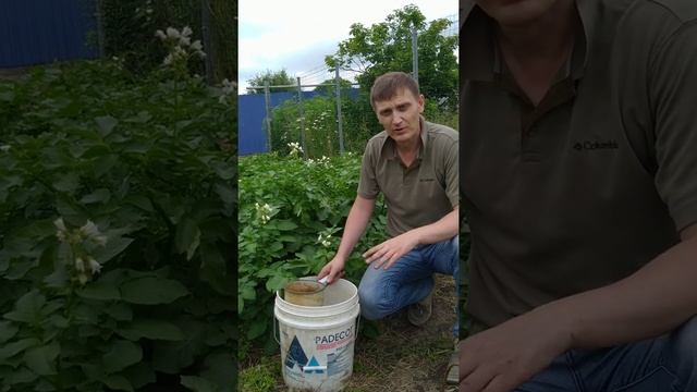 Картофель. Калийная подкормка. Часть 3. смотреть онлайн