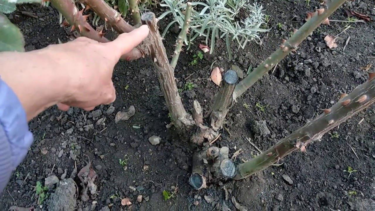 Подготовка роз к зиме. Обрезка роз, обработка земли под розами. Формирование кустов роз осенью. смотреть онлайн