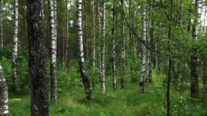 ♫ Для души... ( Саксофон ) Олег Назарчук - Прогулка.   Oleg Nazarchuk - Walk.