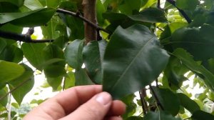 Азиатские груши