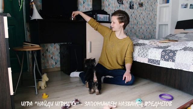 Правильные игры с собакой: как играть с щенком йоркширского терьера. Дрессировка йорка в 3 месяца смотреть онлайн