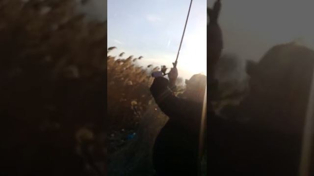 Ловля карася на горох смотреть онлайн