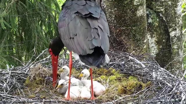 Must-toonekurg2 | No 4 & 5 get good feeding from Jan | May 29, 22 | 15.54 смотреть онлайн