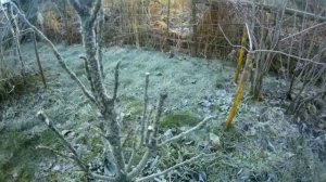 Принципы обрезки колоновидной (карликовой) груши. Личное мнение.