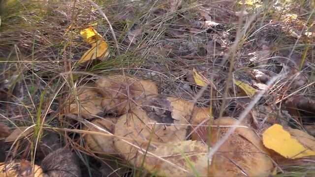 Фитнес для Дома