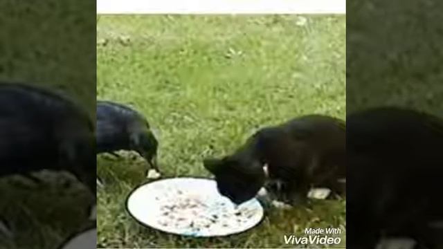 Самая необычная дружба животных смотреть онлайн