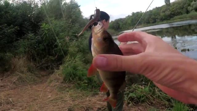 КРАСНАЯ БЛЕСТКА в СИЛИКОНЕ СПАСЛА РЫБАЛКУ _ ловля окуня на спиннинг с берега смотреть онлайн