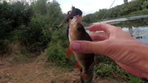 КРАСНАЯ БЛЕСТКА в СИЛИКОНЕ СПАСЛА РЫБАЛКУ _ ловля окуня на спиннинг с берега