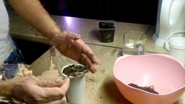 Пикировка рассады петунии/Как и когда пикировать петунию смотреть онлайн