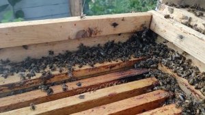 Исправить ТРУТОВКУ с помощью АММИАЧНОЙ СЕЛИТРЫ?!?! Мой ЭКСПЕРИМЕНТ!