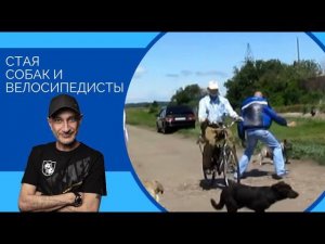 Стая собак и велосипедисты