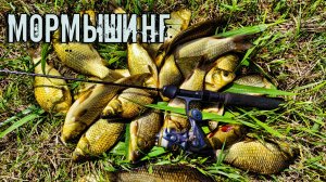 БЕШЕНЫЕ ПОКЛЁВКИ КАРАСЯ! МОРМЫШИНГ