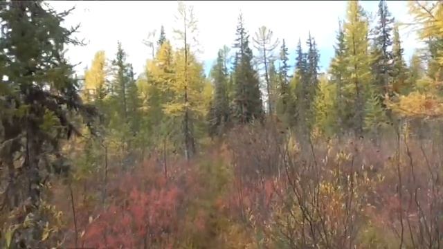 Лукиново 2 (Рёв изюбря.) смотреть онлайн