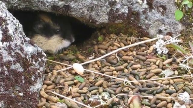 "Охота" на лемминга смотреть онлайн