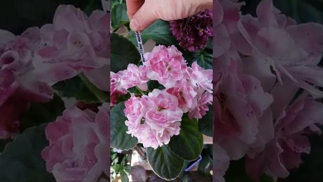 Фиалочки стандартные 10.05.20. Обзор моей коллекции. смотреть онлайн