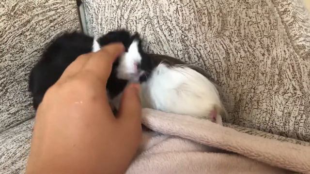 GUENIA PIGS | ASMR | МОРСКИЕ СВИНКИ КУШАЮТ И ИГРАЮТ ДРУГ С ДРУГОМ смотреть онлайн