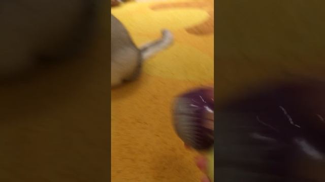 Котам нельзя ДОВИРЯТЬ смотреть онлайн