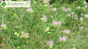 ? Виды и сорта монарды, однолетняя и многолетняя монарда