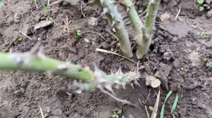 Реанимация роз после зимы.