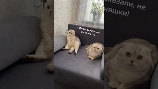 когда не можешь определить, кто есть кто...#кот #котики #коты #смешные #cat #funnycats смотреть онлайн