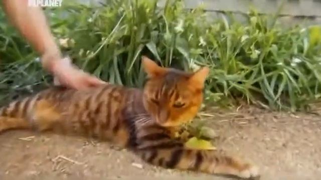 Кошка породы тойгер смотреть онлайн
