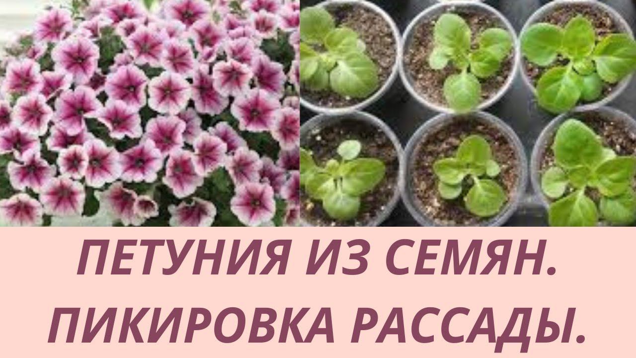 Петуния из семян.Как пикировать рассаду петунии. Петуния пикировка рассады . Подробное видео. смотреть онлайн
