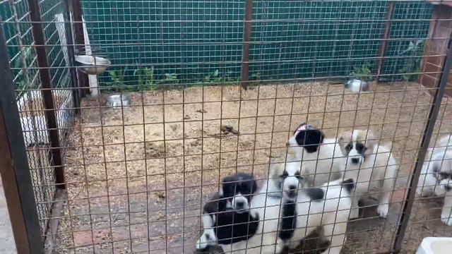 Воскресное утро у самых маленьких алабаек смотреть онлайн