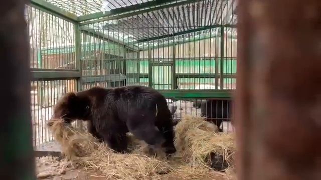 Вот и весна. Умка, Дикуша, Маша и Даша смотреть онлайн