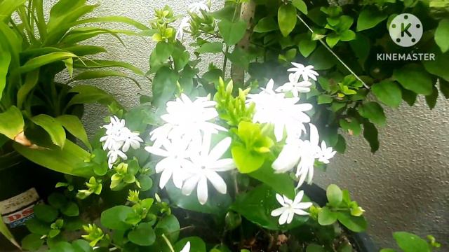 Jasmine plant/ How to care Jasmine plant in pots смотреть онлайн