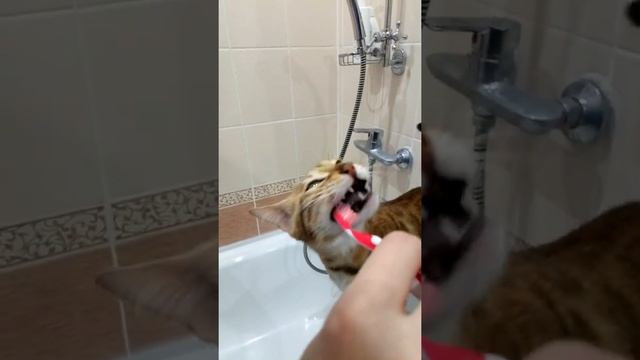 Кошка чистит зубы смотреть онлайн