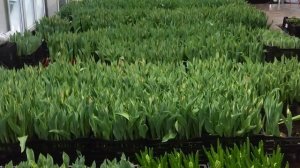 Выращивание тюльпанов к 8 марта в теплице