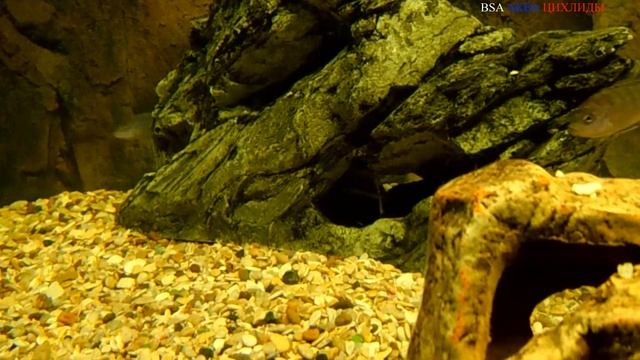 Меланохромис Ауратус (Melanochromis Auratus). смотреть онлайн