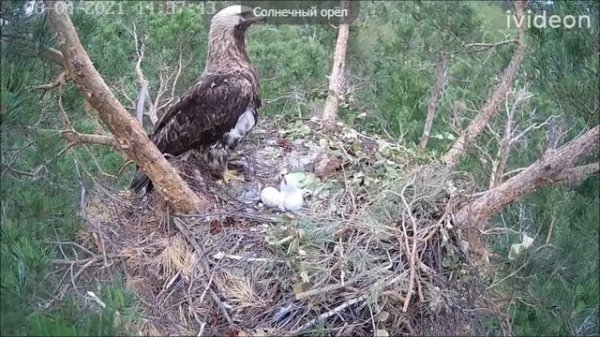 Солнечный орёл гнездо орла (Aquila heliaca)04062021