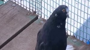 Разновидность Николаевских голубей на земле и в полете 89873394958