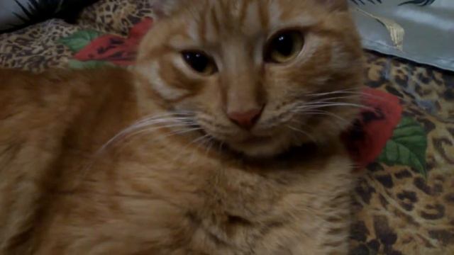 Веселье лучше всех танцы весёлые и (смысл танцевать всем) танцуйте!!! смотреть онлайн